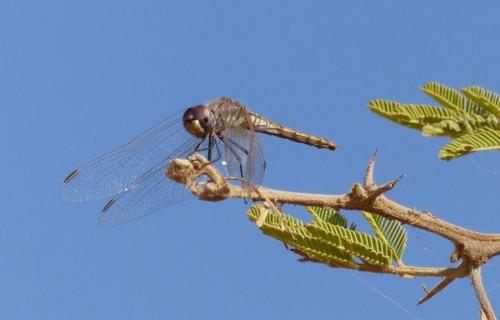 Réf. 181 777 : Trithemis sp.